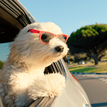 Rubberized Sunglasses